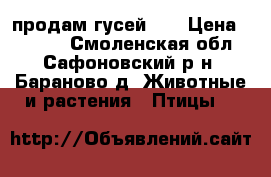 продам гусей  . › Цена ­ 3 500 - Смоленская обл., Сафоновский р-н, Бараново д. Животные и растения » Птицы   